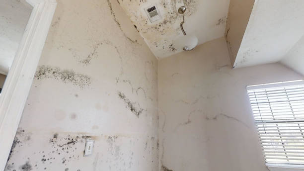 Best Crawl Space Mold Remediation  in , SC