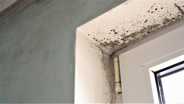 Best Mold Removal for HVAC Installations  in , SC