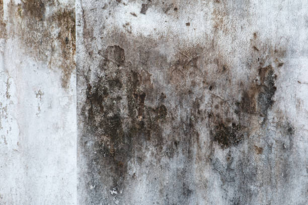 Best Commercial Mold Inspection  in , SC