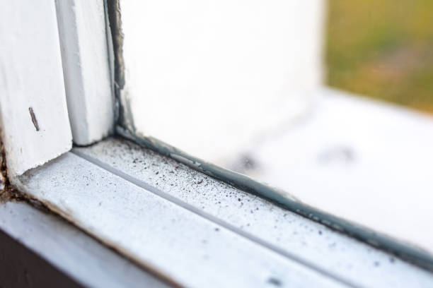 Best Mold Remediation for Healthcare Facilities  in , SC