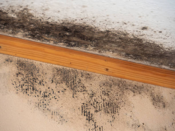 Best Basement Mold Removal  in , SC
