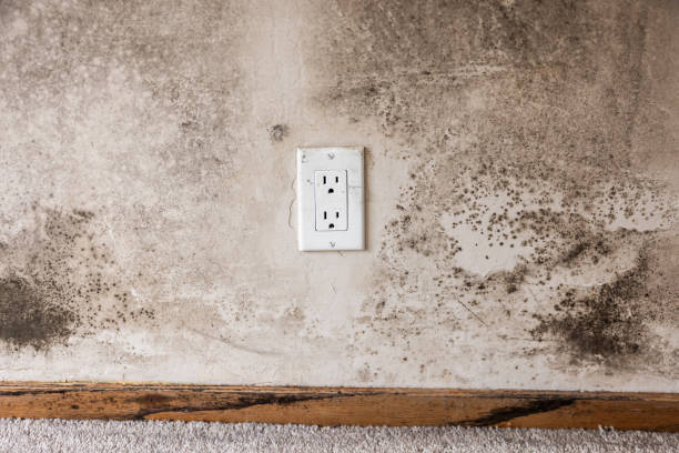 Best Dehumidification Services  in , SC