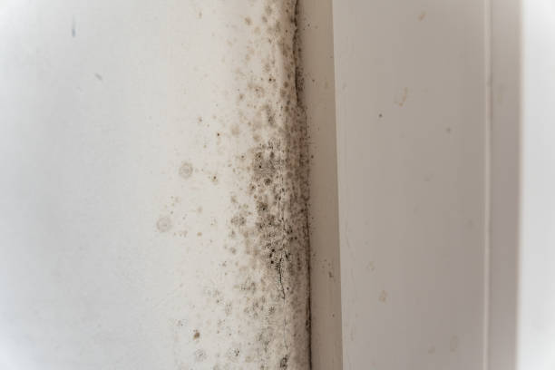 Best Biohazard Mold Removal  in , SC
