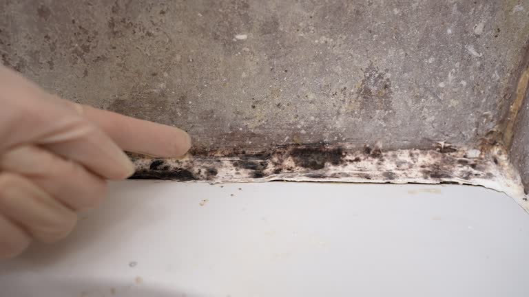 Best Emergency Mold Remediation  in , SC