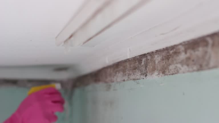 Best Mold Documentation for Insurance Claims  in , SC