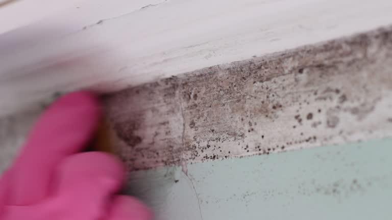 Best Attic Mold Removal  in , SC